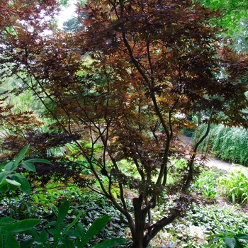 Acer palmatum 'Moonfire' 