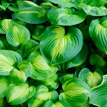 Hosta 'Cathedral Windows' PP17295