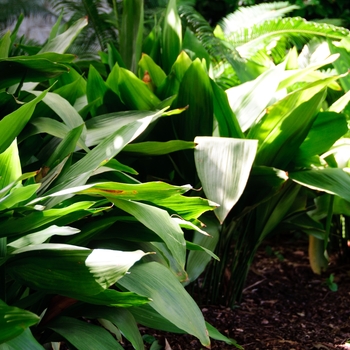 Aspidistra elatior