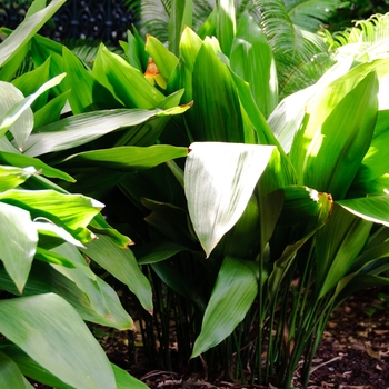 Aspidistra elatior 