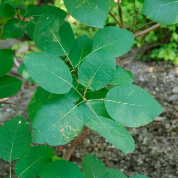 Cotinus obovatus