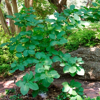 Cotinus obovatus 