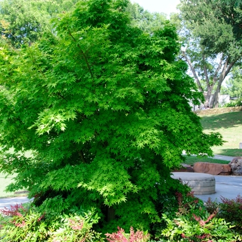 Acer palmatum 'Orange Dream'