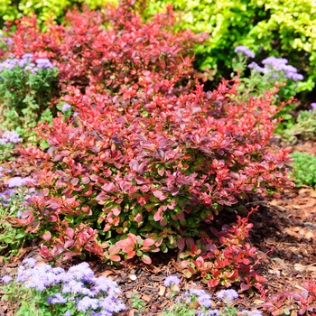 Berberis thunbergii 'Royal Burgundy®'