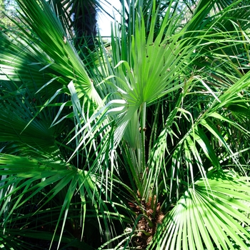 Chamaerops humilis 