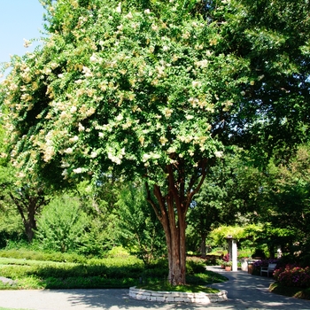 Lagerstroemia indica 'Glendora White' 