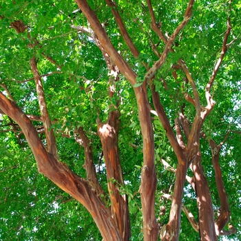 Lagerstroemia indica 'Glendora White'