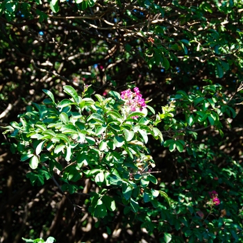 Lagerstroemia indica