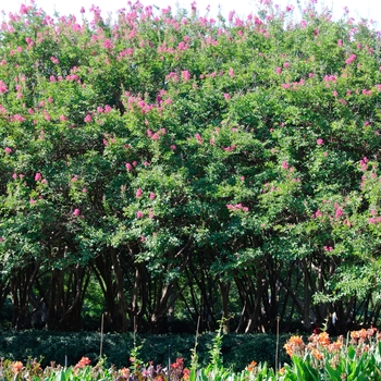 Lagerstroemia indica 