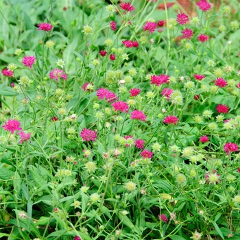 Knautia macedonica 'Red Knight'