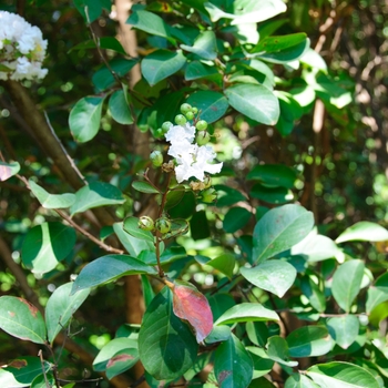 Lagerstroemia indica 'Burgundy Cotton®'