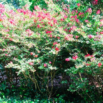 Lagerstroemia 'Cherry Dazzle®'