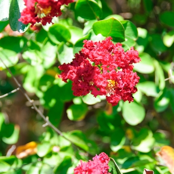 Lagerstroemia indica 'Siren Red®' 'Whit VII' PP14975