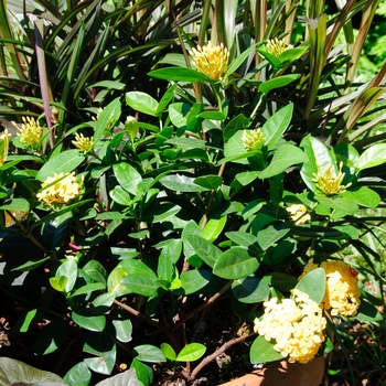 coccinea ixora maui