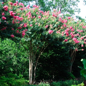 Lagerstroemia indica x fauriei 'Tuscarora' 