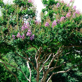 Lagerstroemia indica 'Catawba' 