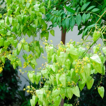 Koelreuteria paniculata 'Rose Lantern'