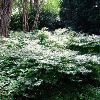 Acer palmatum 'Shishio hime' 