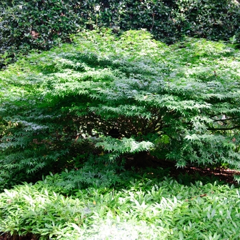 Acer palmatum 'Shishio hime'