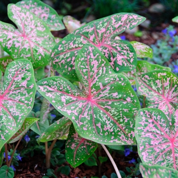 Caladium bicolor 'Pink Beauty' 