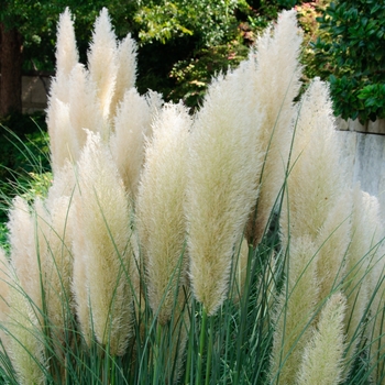 Cortaderia selloana 'Ivory Feathers®'