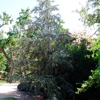 Cedrus atlantica 