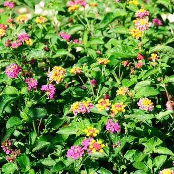 Lantana camara 'Blaze' 