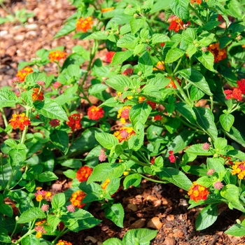 Lantana camara 'Chipotle™ Flare'