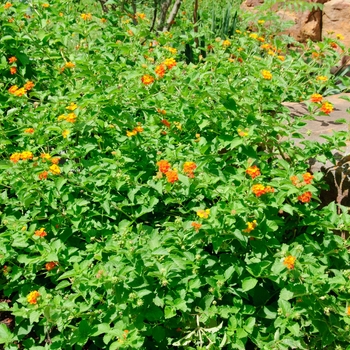 Lantana horrida