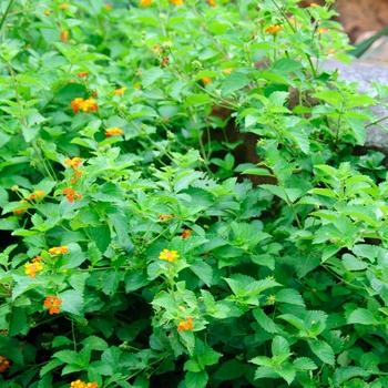 Lantana horrida 