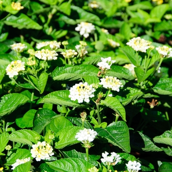 Lantana camara Lucky™ 'Lemon Glow'