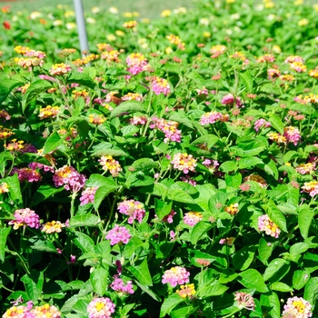 Lantana camara 'Sunrise Rose Improved' 'Balandrosim' PP21764