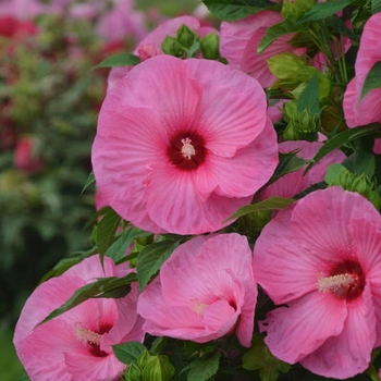 Hibiscus 'Pink Crush' PPAF