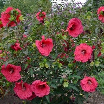 Hibiscus 'Plum Fantasy' 