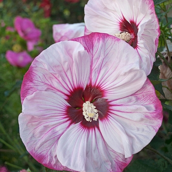 Hibiscus 'Cherry Cheesecake' 