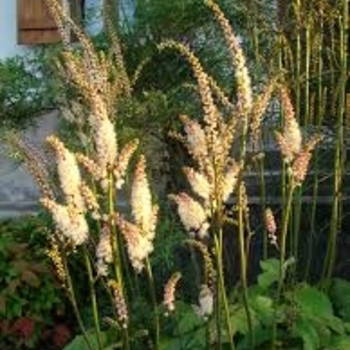 Actaea japonica 'Cheju-Do' 