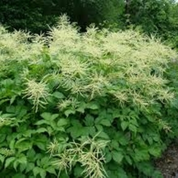 Aruncus dioicus var. kamtschaticus