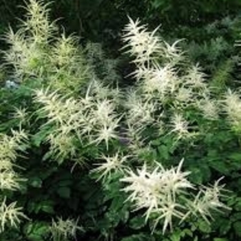 Aruncus sinensis x dioicus 'Zweiweltenkind' 