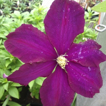 Clematis 'Midnight Showers' 