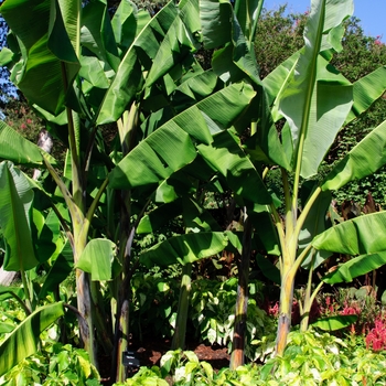 Musa balbisiana 'Thai Black' 