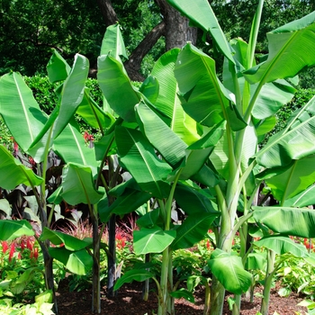 Musa balbisiana 'Thai Black'