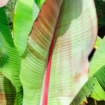 Musa ensete glaucum 