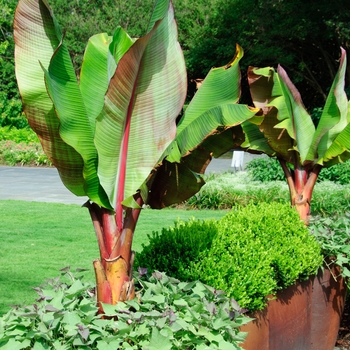 Musa ensete glaucum