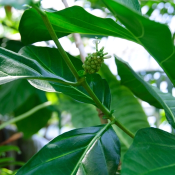 Morinda citrifolia 