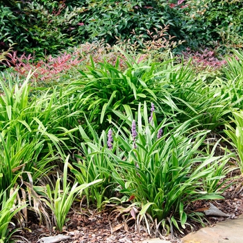 Liriope muscari 'John Burch'