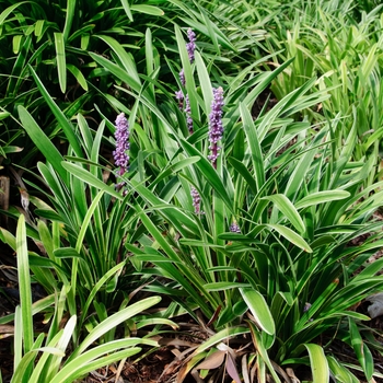 Liriope muscari 'John Burch' 