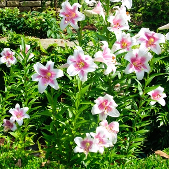 Lilium 'Triumphator'