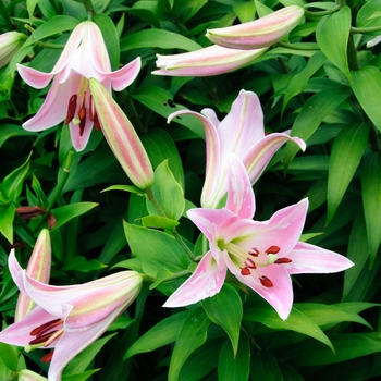 Lilium 'Table Dance' 