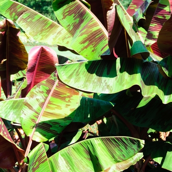 Musa 'Rojo' 