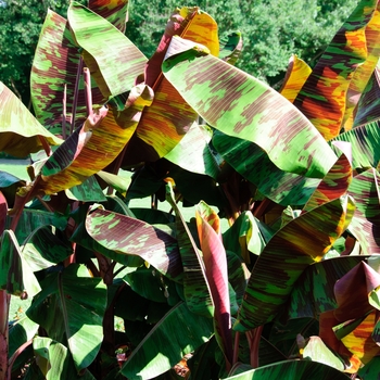 Musa 'Rojo'